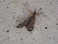 Panorpa lacedaemonia