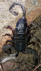 Hadogenes trichiurus