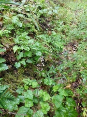 Heuchera micrantha diversifolia