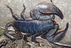 Hadogenes trichiurus