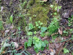 Heuchera micrantha diversifolia