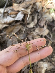 Luzula acuminata carolinae