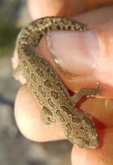 Pachydactylus maculatus