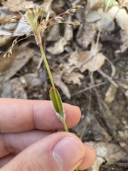Luzula acuminata carolinae