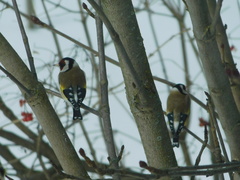 Carduelis carduelis