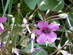 Ceratina cucurbitina