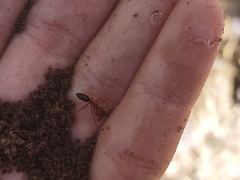 Odontomachus clarus
