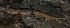 Goggia essexi