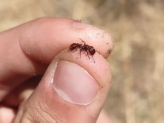 Pogonomyrmex huachucanus