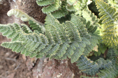 Cheilanthes eckloniana image