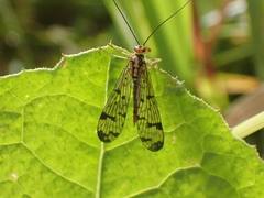 Panorpa lacedaemonia