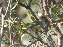 Acanthiza inornata