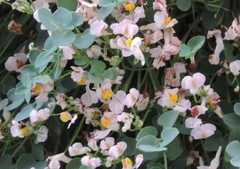 Sarcocapnos enneaphylla