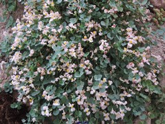 Sarcocapnos enneaphylla