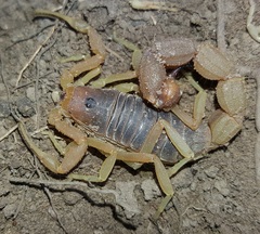Parabuthus planicauda
