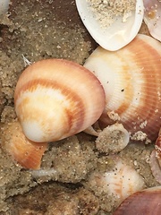 Glycymeris nummaria