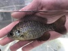 Bluegill × Redear Sunfish - Photo (c) jayce-the-creature-creator, some rights reserved (CC BY-NC), uploaded by jayce-the-creature-creator