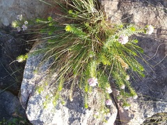 Phylica gnidioides