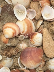 Glycymeris nummaria