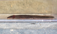 Stereochilus marginatus