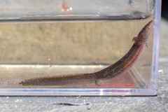 Stereochilus marginatus