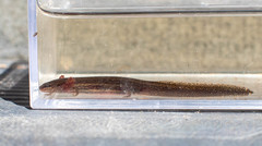 Stereochilus marginatus