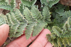 Image of Cheilanthes eckloniana