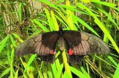 Heraclides anchisiades capys