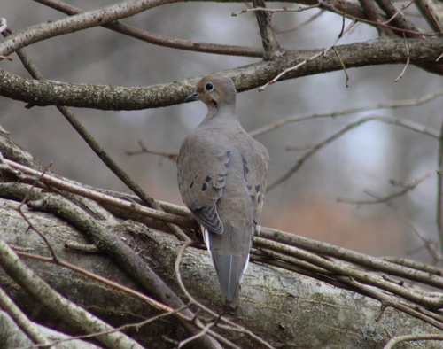 Mourning Dove photographed in Rhode Island