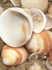 Glycymeris nummaria