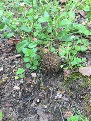 Morchella populiphila