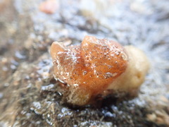 Pyura microcosmus