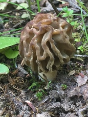 Morchella populiphila