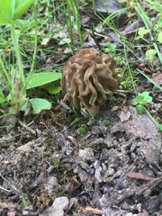Morchella populiphila