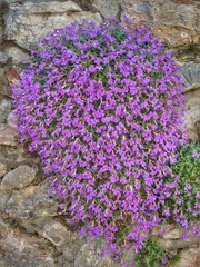Aubrieta