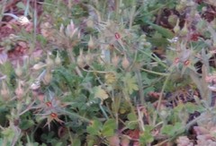 Trifolium stellatum