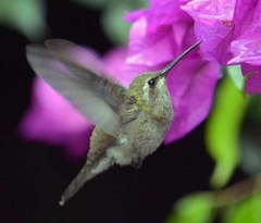 Cynanthus latirostris propinquus