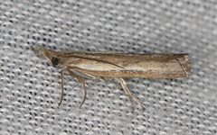 Ptochostola microphaeellus