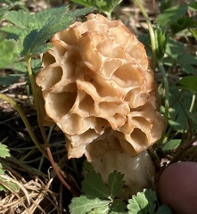 Morchella esculenta