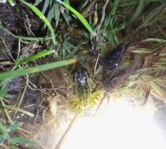 Ptychadena erlangeri