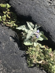 Stemodia durantifolia