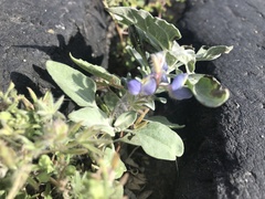 Stemodia durantifolia