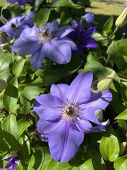 Clematis florida