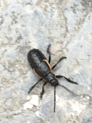 Arima marginata