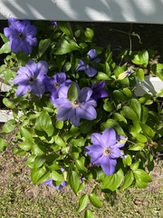 Clematis florida