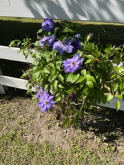 Clematis florida