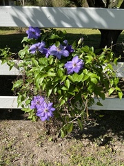 Clematis florida