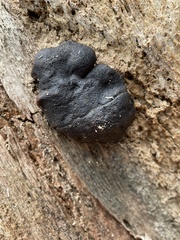 Camarops petersii