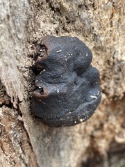Camarops petersii