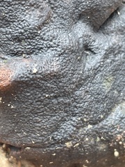 Camarops petersii